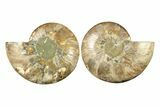 Cut & Polished, Agatized Ammonite Fossil - Madagascar #267959-1